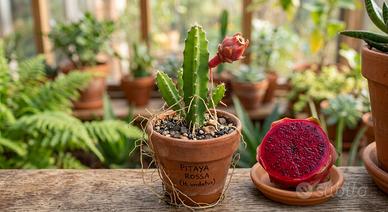 Pitaya (Dragon Fruit) varietà polpa rossa!