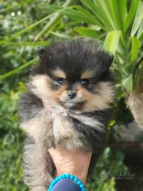 Pomerania 