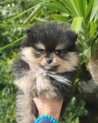 Pomerania 