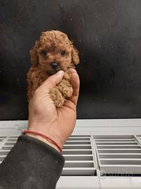 Maltipoo RED BRUWN