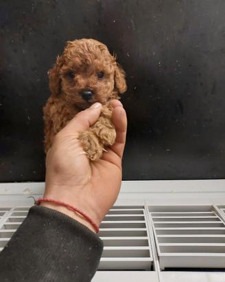 Maltipoo RED BRUWN
