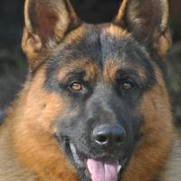 Pastore tedesco disponibile per monte