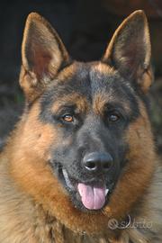 Pastore tedesco disponibile per monte