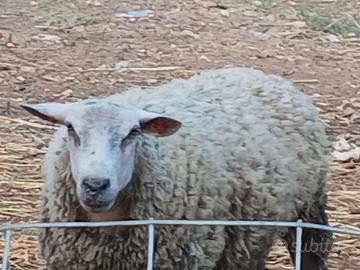 Animali