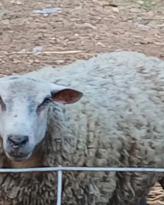 Animali