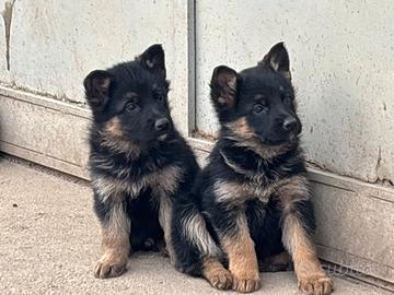 Cuccioli di pastore tedesco