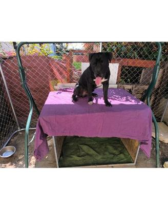 Amstaff