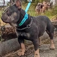 2 stalloni di bulldog francese x monta