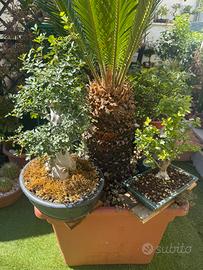 Piante bonsai