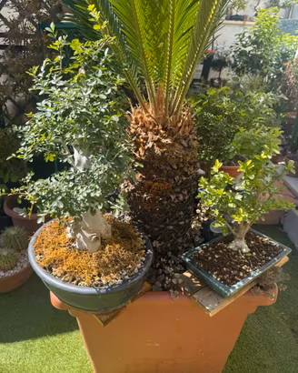 Piante bonsai