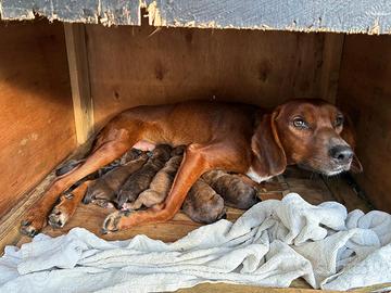 Segugio Maremmano cucciolo