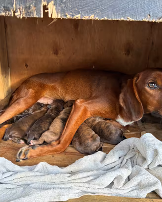 Segugio Maremmano cucciolo