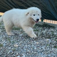 Pastore maremmano abruzzese cuccioli