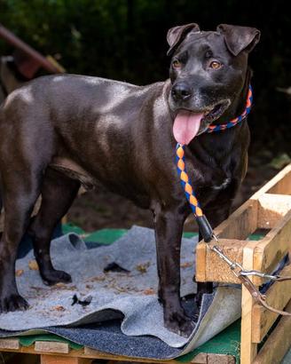 KIRO similpitbull di 5 anni