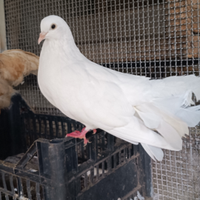 Colombe pavoncello bianche