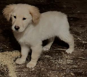Cucciolo maschio di golden retriver