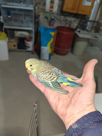 Cocoriti allevati a mano