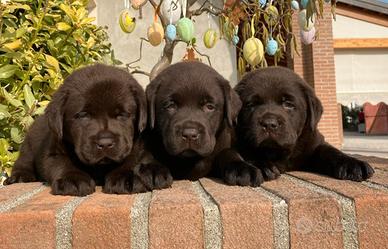 Labrador retriever cuccioli neri