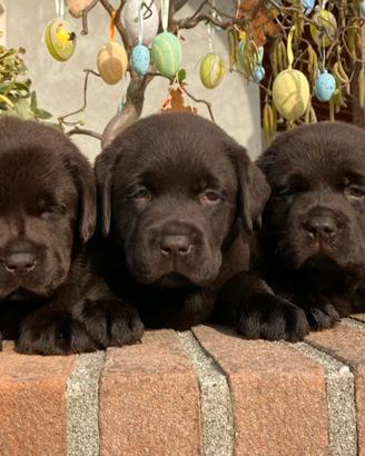 Labrador retriever cuccioli neri