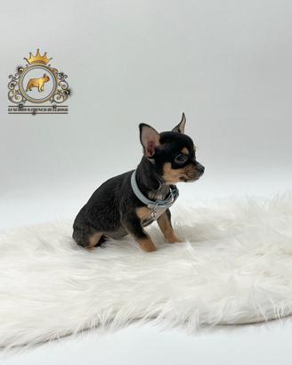 Dolcissimo Chihuahua black and tan