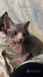 Ultimi cuccioli Sphynx