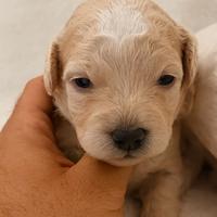 Cuccioli di Maltipoo