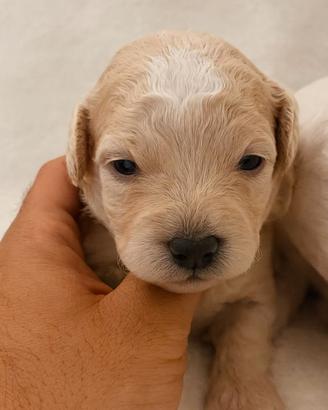 Cuccioli di Maltipoo