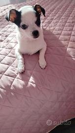 Vendita cucciolo meticcio chiuhuahua
