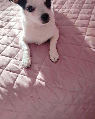 Vendita cucciolo meticcio chiuhuahua