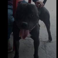 Cucciolo pittbul amstaf