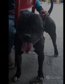 Cucciolo pittbul amstaf