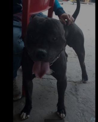 Cucciolo pittbul amstaf