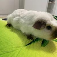 Cavie peruviane/ porcellini d'india