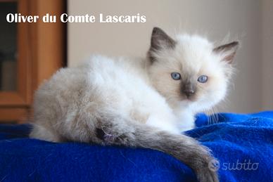OLIVER gattino razza ragdoll con pedigree