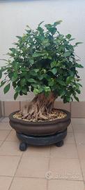 bonsai di ficus retusa