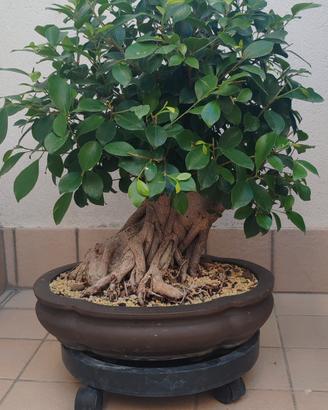 bonsai di ficus retusa