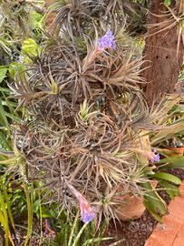 Tillandsia Bergeri
