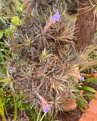 Tillandsia Bergeri