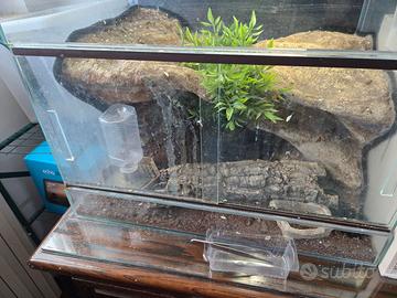 Terrario con sfondo 3D