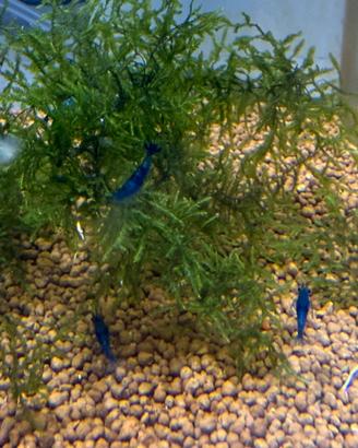 Caridine blu dream