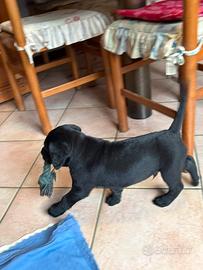 Cucciolo di cane corso