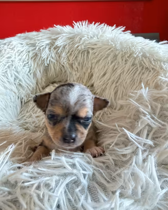 Cuccioli chihuahua Toy