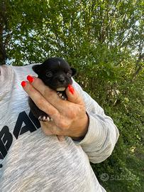 Cucciola chihuahua femmina