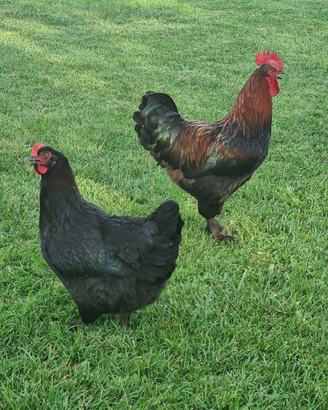 Marans