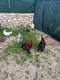 Galline più galli ornamentali brahama