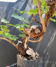 Bonsai