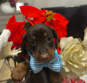 Bassotto Tedesco nano