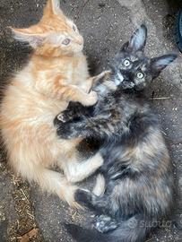 Maine Coon