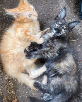 Maine Coon
