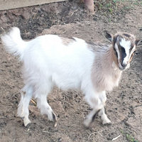 Capretta nana tibetana